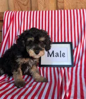 Piper, a male Poodle - Toy  for sale in Shippensburg, PA – 1 of 1
