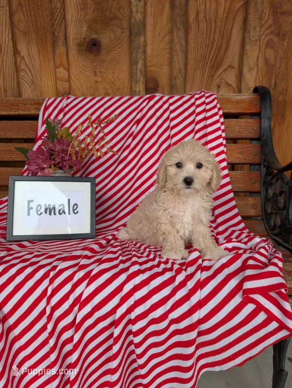 Betsy – Bichpoo puppy for sale in Shippensburg, PA
