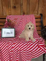 Betsy, a female Bichpoo for sale in Shippensburg, PA – 1 of 1