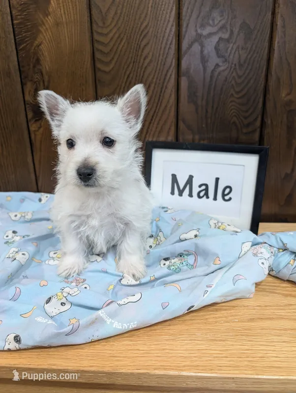 Jim – West Highland White Terrier puppy for sale in Shippensburg, PA