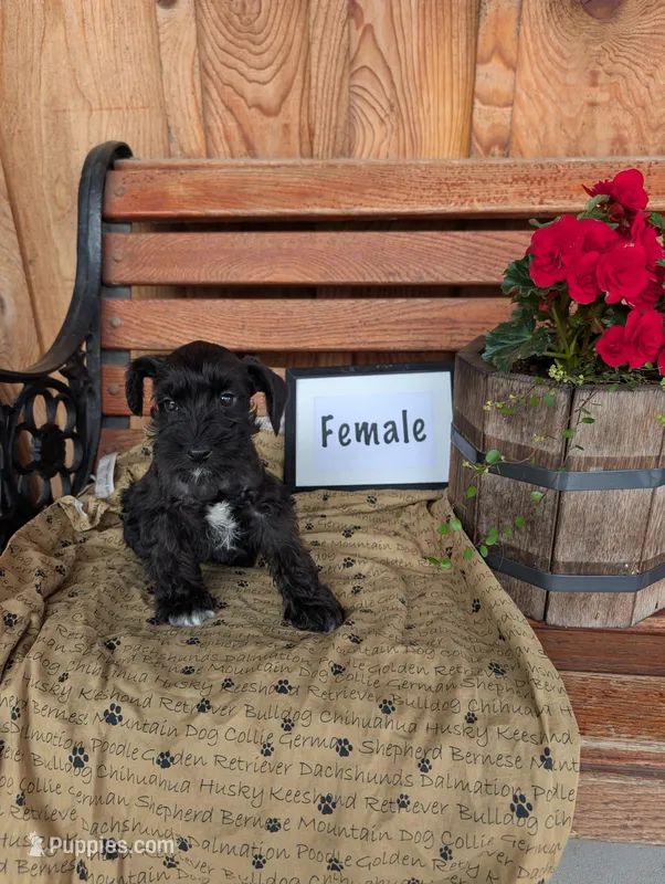 Sierra – Miniature Schnauzer puppy for sale in Shippensburg, PA