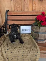Sierra, a female Miniature Schnauzer for sale in Shippensburg, PA – 1 of 1