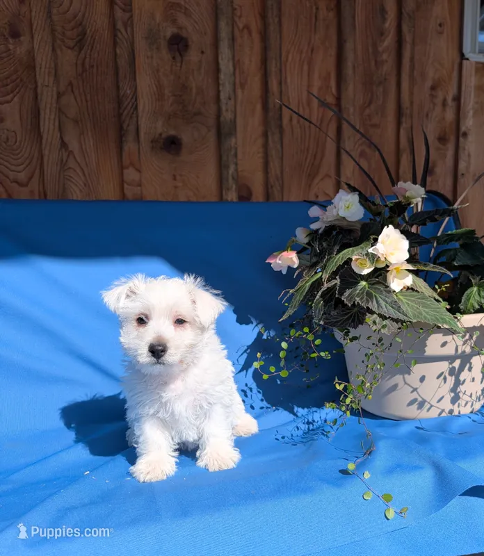Jeff – West Highland White Terrier puppy for sale in Shippensburg, PA