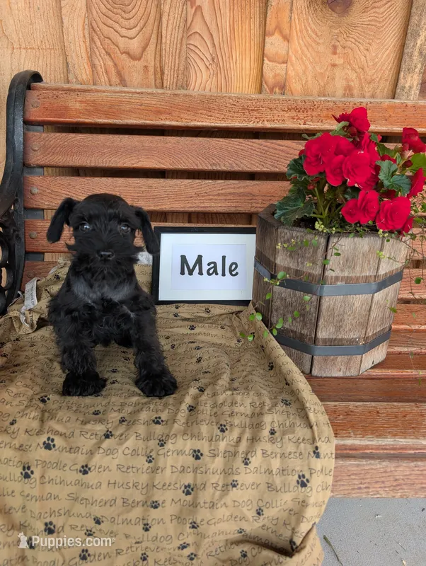Skampy – Miniature Schnauzer puppy for sale in Shippensburg, PA