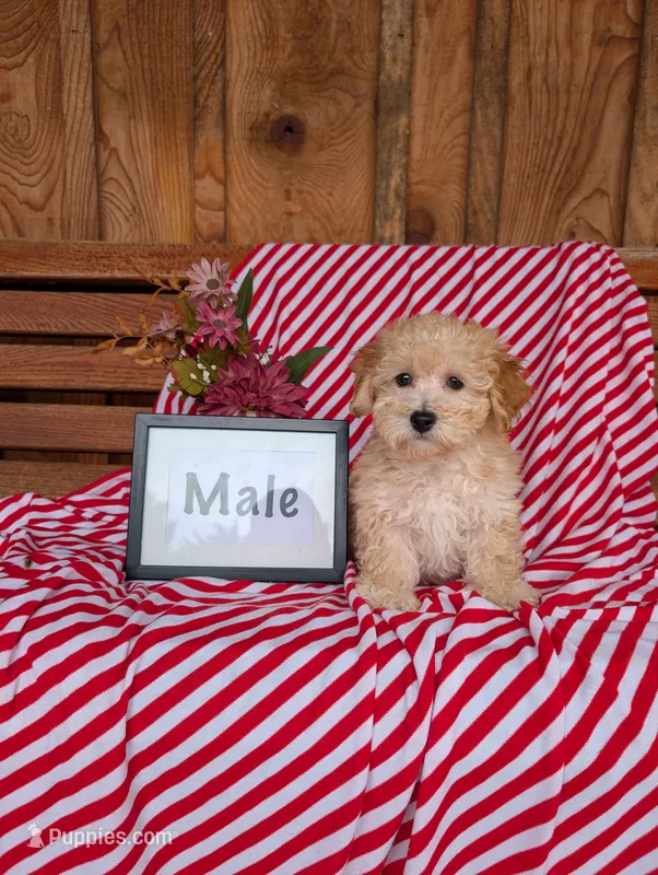 Bill – Bichpoo puppy for sale in Shippensburg, PA