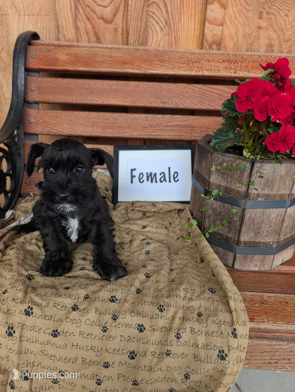Shadow – Miniature Schnauzer puppy for sale in Shippensburg, PA