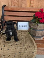 Shadow, a female Miniature Schnauzer for sale in Shippensburg, PA – 1 of 1