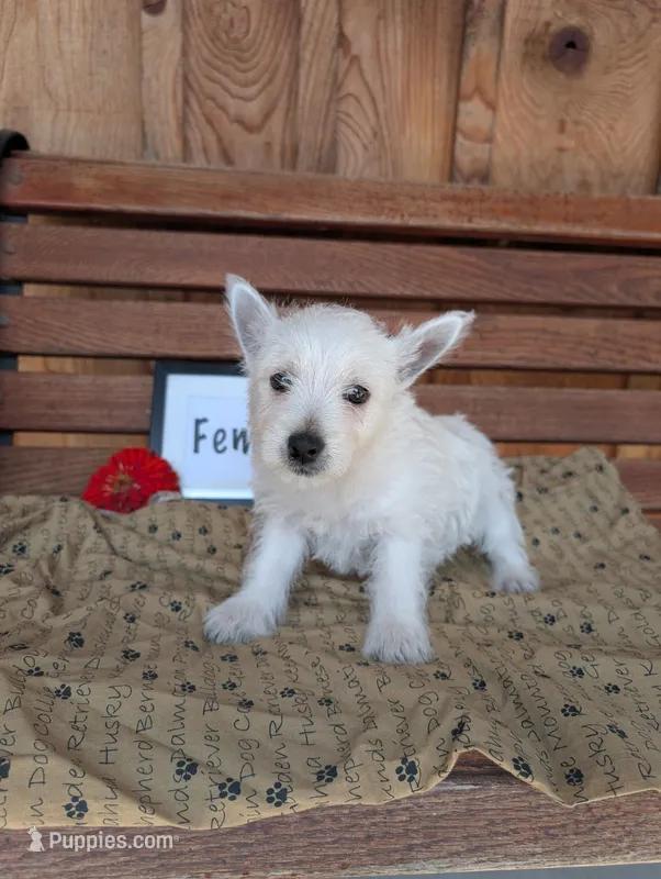 Abbie – West Highland White Terrier puppy for sale in Shippensburg, PA