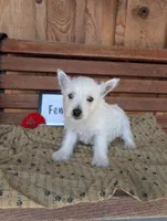 Abbie, a female West Highland White Terrier for sale in Shippensburg, PA – 1 of 1