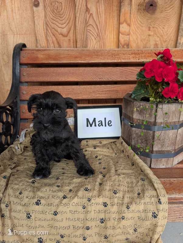 Sayo, a male Miniature Schnauzer for sale in Shippensburg, PA – 1 of 1