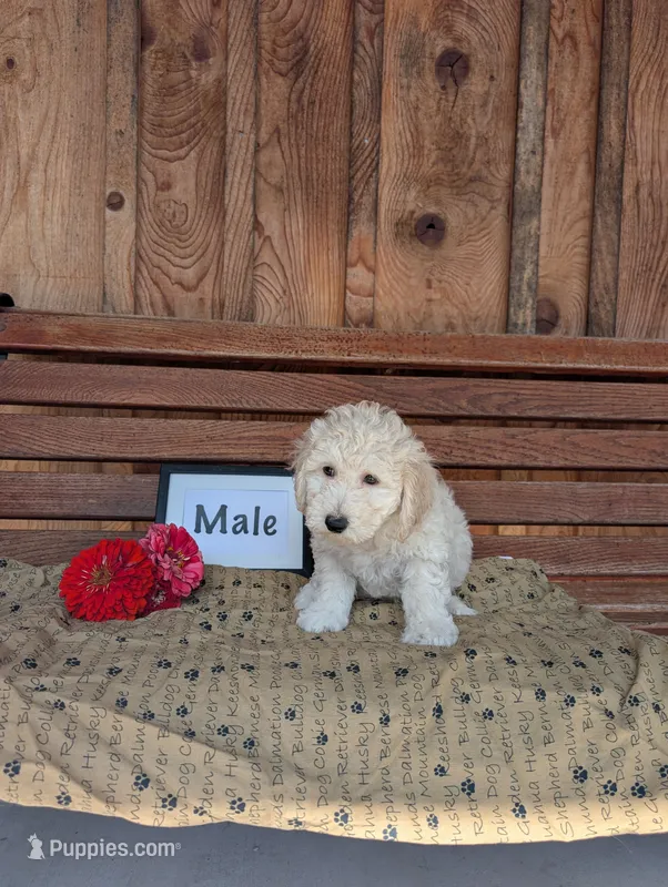 Carl – Bichpoo puppy for sale in Shippensburg, PA