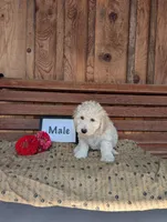 Carl, a male Bichpoo for sale in Shippensburg, PA – 1 of 1