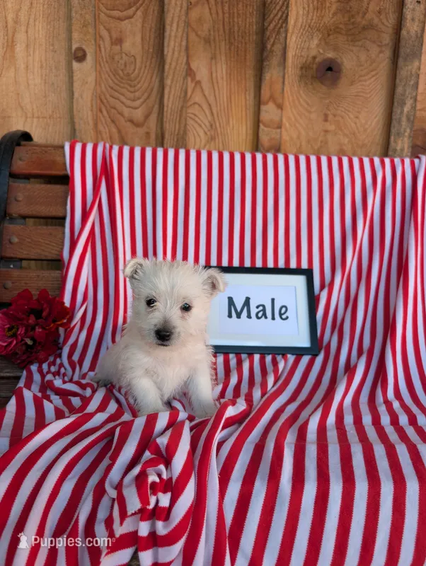 Tim – West Highland White Terrier puppy for sale in Shippensburg, PA