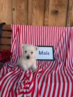 Tim, a male West Highland White Terrier for sale in Shippensburg, PA – 1 of 1