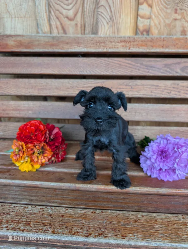 Skampy – Miniature Schnauzer puppy for sale in Shippensburg, PA