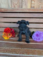 Skampy, a male Miniature Schnauzer for sale in Shippensburg, PA – 1 of 1