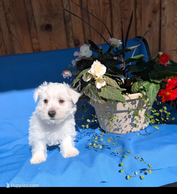 Joe – West Highland White Terrier puppy for sale in Shippensburg, PA