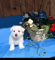 Joe, a male West Highland White Terrier for sale in Shippensburg, PA – 1 of 1