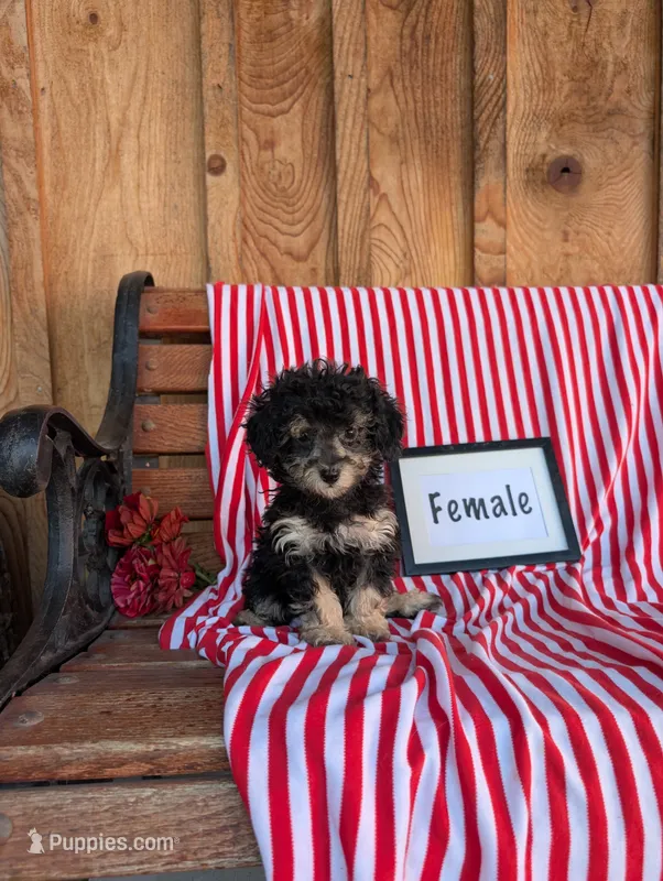 Pansy  – Poodle - Toy  puppy for sale in Shippensburg, PA
