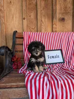 Pansy , a female Poodle - Toy  for sale in Shippensburg, PA – 1 of 1