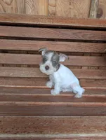 Sailor, a male Miniature Schnauzer for sale in Shippensburg, PA – Photo 2 of 2