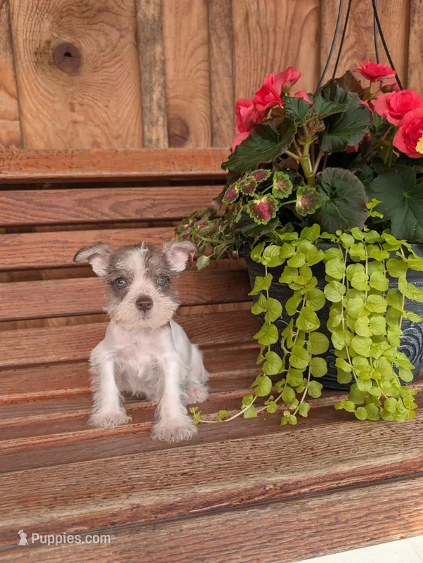 Sailor – Miniature Schnauzer puppy for sale in Shippensburg, PA