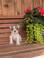 Sailor, a male Miniature Schnauzer for sale in Shippensburg, PA – Photo 1 of 2
