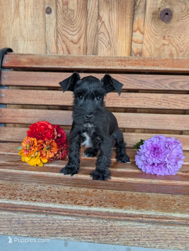 Sailor – Miniature Schnauzer puppy for sale in Shippensburg, PA