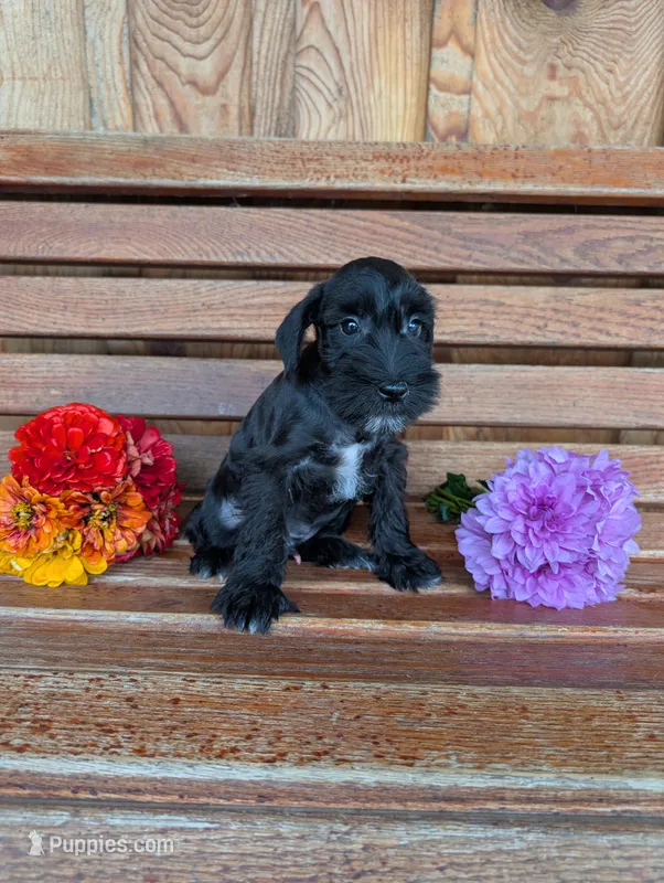Skittles – Miniature Schnauzer puppy for sale in Shippensburg, PA
