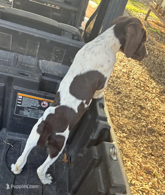 Male 6, a male German Shorthaired Pointer for sale in Bonifay, FL – Photo 1 of 1