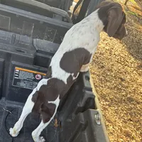 Male 6, a male German Shorthaired Pointer for sale in Bonifay, FL – 1 of 1