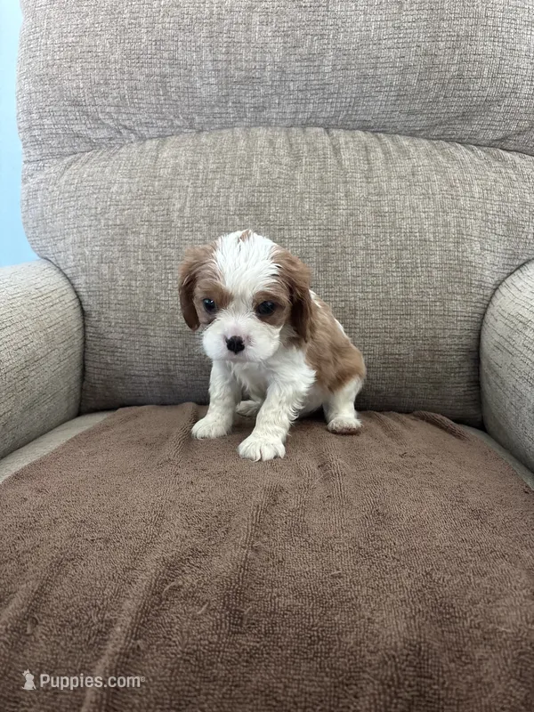 Snoopy – Cavalier King Charles Spaniel puppy for sale in Thousand Oaks, CA