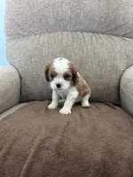 Snoopy, a male Cavalier King Charles Spaniel for sale in Camarillo, CA – 3 of 3