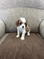 Snoopy, a male Cavalier King Charles Spaniel for sale in Camarillo, CA – 2 of 3