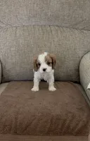 Rapunzel, a female Cavalier King Charles Spaniel for sale in Thousand Oaks, CA – 4 of 4