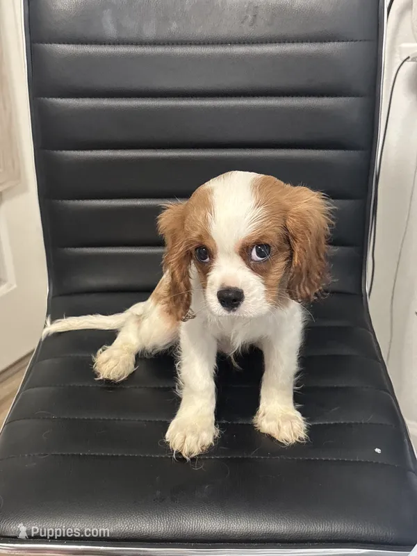 Duke – Cavalier King Charles Spaniel puppy for sale in Thousand Oaks, CA