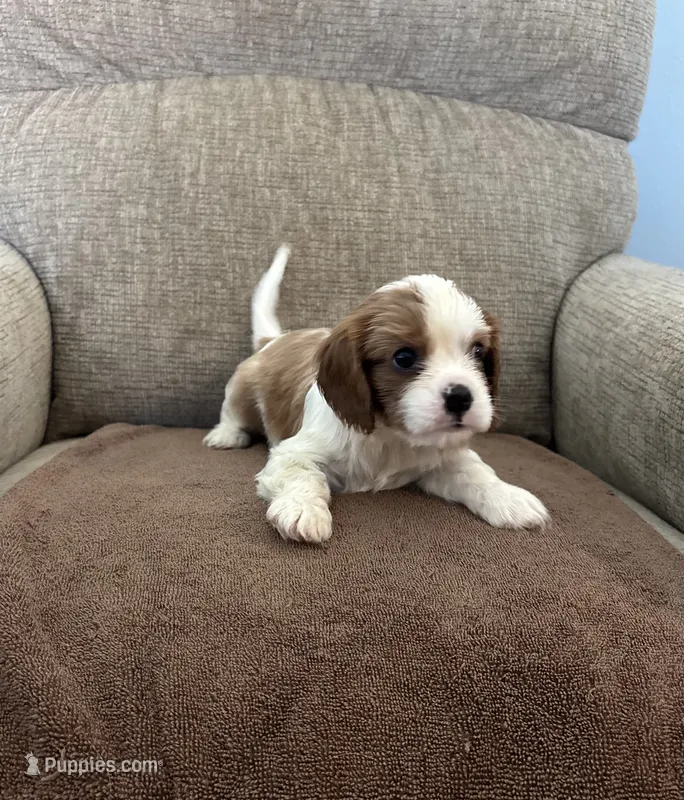 Duke – Cavalier King Charles Spaniel puppy for sale in Thousand Oaks, CA