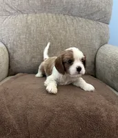 Duke, a male Cavalier King Charles Spaniel for sale in Thousand Oaks, CA – 2 of 2