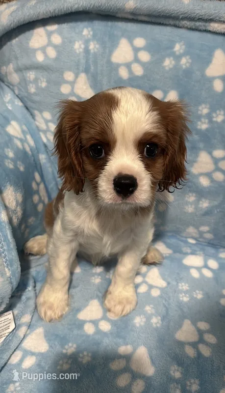 Duke – Cavalier King Charles Spaniel puppy for sale in Thousand Oaks, CA