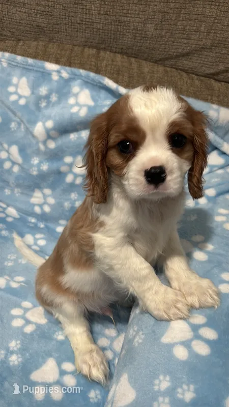 Snoopy – Cavalier King Charles Spaniel puppy for sale in Thousand Oaks, CA