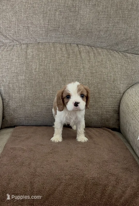 Rapunzel – Cavalier King Charles Spaniel puppy for sale in Thousand Oaks, CA