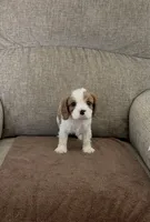 Rapunzel, a female Cavalier King Charles Spaniel for sale in Thousand Oaks, CA – 3 of 4