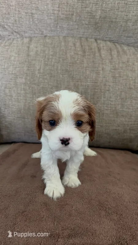 Carter – Cavalier King Charles Spaniel puppy for sale in Thousand Oaks, CA