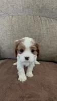 Carter, a male Cavalier King Charles Spaniel for sale in Thousand Oaks, CA – 3 of 3