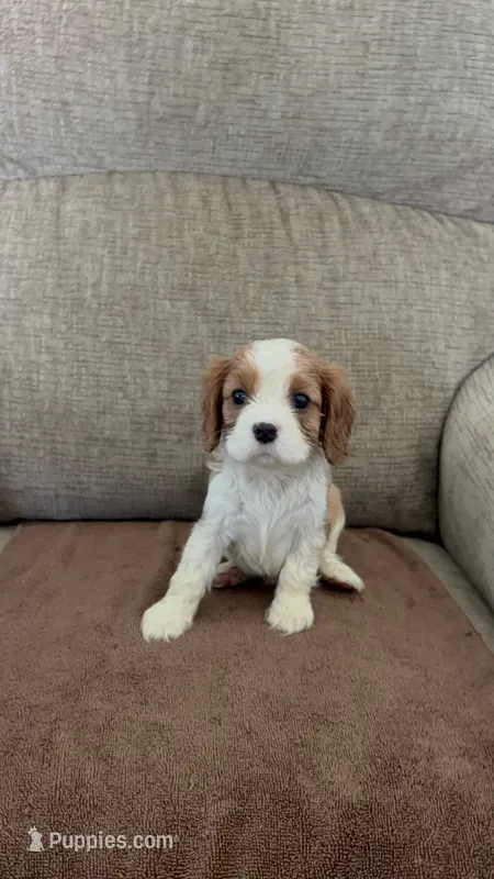 Jasmine – Cavalier King Charles Spaniel puppy for sale in Thousand Oaks, CA
