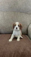 Jasmine, a female Cavalier King Charles Spaniel for sale in Thousand Oaks, CA – 1 of 4