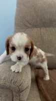 Snow White, a female Cavalier King Charles Spaniel for sale in Thousand Oaks, CA – 2 of 4