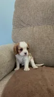 Snow White, a female Cavalier King Charles Spaniel for sale in Thousand Oaks, CA – 4 of 4