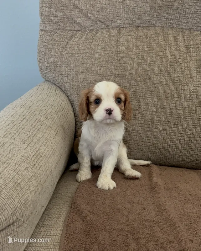 Snow White – Cavalier King Charles Spaniel puppy for sale in Thousand Oaks, CA