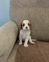 Snow White, a female Cavalier King Charles Spaniel for sale in Thousand Oaks, CA – 3 of 4